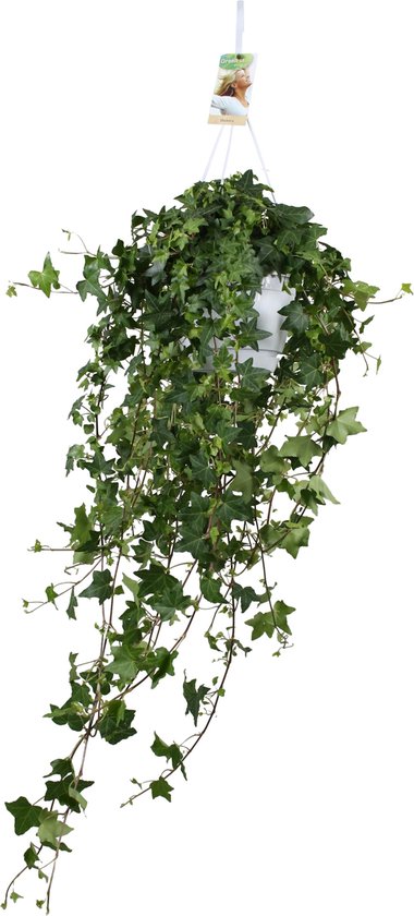 Plantenboetiek.nl | Hedera Helix Pitsburg avec pot suspendu XL - Ø17cm - 50cm de haut - Plante d'intérieur - À feuilles persistantes