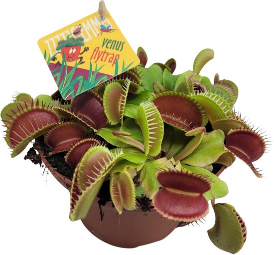 Plantenboetiek.nl | Dionaea Muscipula - Ø12cm - 12cm de haut - Plante d'intérieur - À feuilles persistantes