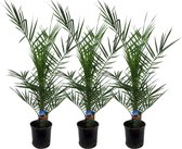 Plantenboetiek.nl | Phoenix Canariensis | 3 stuks - Ø15cm - 80cm hoog - Tuinplant - Multideal