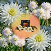 Flowerbulbs Amsterdam Dutch Dahlia Bloembollen – 3 Stuks, Zorgvuldig Geselecteerde Dahlia Playa Blanca, Cactusvormige Bloemen, Perfect voor Binnenhuisdecoratie, incl. Plantinstructies, Geschenk