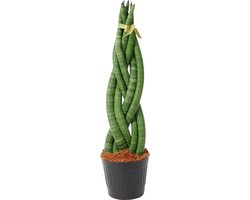 Groenblijvende kamerplant met en opvallende draai, Sansevieria cylindrica, 40 cm hoog, ø10,5