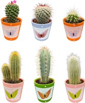 Vlinder Cactussen mix,prachtige en gevarieerde mix van zes verschillende soorten cactussen in vlinder potten
