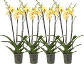 Orchideeën set geel, 4 maal Phalaenopsis Lime Light 3 tak, Ø12cm, 60 cm hoog