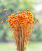 Droogbloemen - Hill Flowers - Oranje | 45cm | +- 150g | Perfect voor Boeketten, Decoratie, Doopsuiker, Huwelijk & Verjaardagen | Duurzaam en Stijlvol Bloemenarrangement