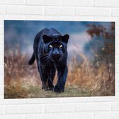 Muursticker - Panter -Zwart - Dier - Wid - 80x60 cm Foto op Muursticker