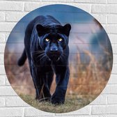 Muursticker Cirkel - Panter -Zwart - Dier - Wid - 80x80 cm Foto op Muursticker