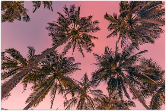 Poster (Mat) - Palmbomen - Tropisch - Kleuren - Roze - Onderaanzicht - 105x70 cm Foto op Posterpapier met een Matte look