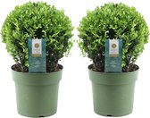 Plant in a Box - Ilex crenata 'Japanse Hulst' bolvorm - set van 2 - Buxusvervanger - Tuinplant - ⌀17cm - Hoogte 30-40cm