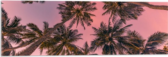 Acrylglas - Palmbomen - Tropisch - Kleuren - Roze - Onderaanzicht - 90x30 cm Foto op Acrylglas (Wanddecoratie op Acrylaat)