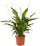 Groene plant – Lepelplant Spathiphyllum Vivaldi (Lepelplant Spathiphyllum Vivaldi) met bloempot – Hoogte: 70 cm – van Botanicly