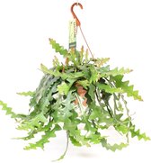 Cactus – Selenicereus Anthonyanus (Selenicereus Anthonyanus) met bloempot – Hoogte: 60 cm – van Botanicly