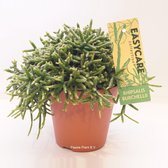 Cactus – Rotskoraal (Rhipsalis Burchellii) – Hoogte: 20 cm – van Botanicly