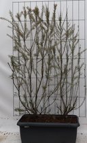 Struiken – Vierzadige tamarisk (Tamarix tetrandra) – Hoogte: 180 cm – van Botanicly