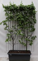 Fruitboom – Kweepeer (Cydonia oblonga Kweepeer) – Hoogte: 180 cm – van Botanicly