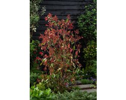 Photinia fraseri 'Red Robin' C12 125_150_CM - Bloeiende plant - Makkelijk te snoeien - Vruchtdragend - Wintergroen