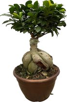 Trendyplants - Ficus Microcarpa Ginseng - Bonsai - Kamerplant - Hoogte 40-60 cm - Potmaat Ø25cm