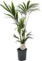 Trendyplants - Kentia Palm - Howea Forsteriana - Kamerplant - Hoogte 120-140 cm - Potmaat Ø21cm