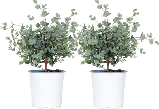 Gomboom per 2 stuks | Eucalyptus 'Gunnii' - Buitenplant in kwekerspot ⌀14 cm - ↕25-35 cm