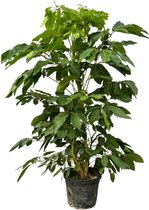 Groene kamerplant Schefflera Amate, Vingerboom voor binnen, 220 cm hoog, Ø48cm