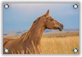 Tuinposter Bruin Paard 60x40cm- Foto op Tuinposter (wanddecoratie voor buiten en binnen)