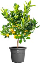 Elho Algarve Cilindro 35cm - Grand Pot de Fleurs Extérieur - Jardinières - 100% Plastique Recyclé - Noir