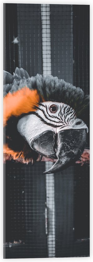WallClassics - Acrylglas - Zwart met Oranje Papegaai op een Tak in een Kooi - 20x60 cm Foto op Acrylglas (Wanddecoratie op Acrylaat)