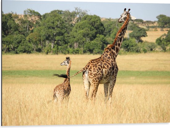 WallClassics - Dibond - Lopende Giraffe en Baby Giraffe - 80x60 cm Foto op Aluminium (Met Ophangsysteem)