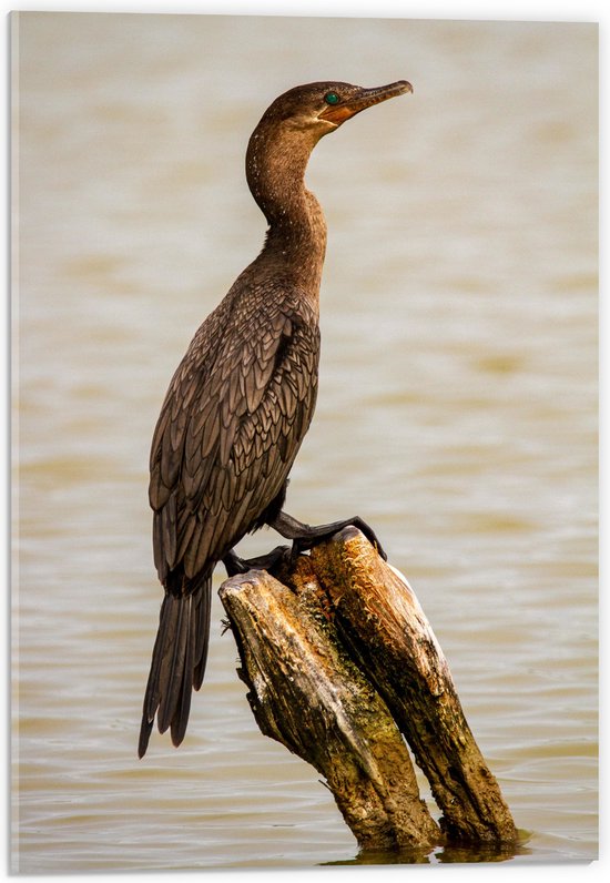 WallClassics - Verre acrylique - Vogel sur poteau en bois dans la mer - Cormoran - Photo 40x60 cm sur verre acrylique (avec système de suspension)