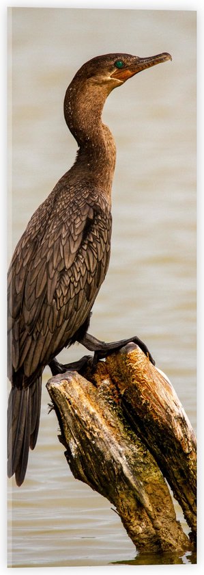 WallClassics - Verre acrylique - Vogel sur poteau en bois dans la mer - Cormoran - Photo 20x60 cm sur verre acrylique (avec système de suspension)