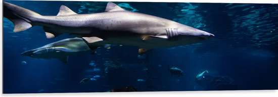 Dibond - Tropische Vissen Zwemmend bij Wateroppervlak - 120x40 cm Foto op Aluminium (Wanddecoratie van metaal)