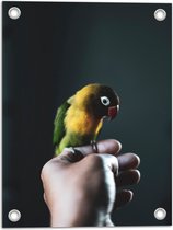 WallClassics - Tuinposter – Vogel op Hand - Zwartmaskeragapornis - 30x40 cm Foto op Tuinposter (wanddecoratie voor buiten en binnen)
