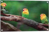 Tuinposter – Trio van Blije Kleurrijke Vogels op Takken van Bomen - 75x50 cm Foto op Tuinposter (wanddecoratie voor buiten en binnen)