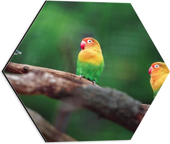 Dibond Hexagon - Trio van Blije Kleurrijke Vogels op Takken van Bomen - 40x34.8 cm Foto op Hexagon (Met Ophangsysteem)