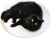 WallClassics - PVC Schuimplaat Ovaal - Zwarte langharige Kat op Wit Kussen met Gele Ogen - 40x30 cm Foto op Ovaal (Met Ophangsysteem)