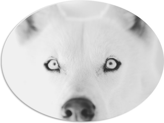 WallClassics - PVC Schuimplaat Ovaal - Witte Poolwolf in het Zwart Wit - 56x42 cm Foto op Ovaal (Met Ophangsysteem)