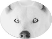 WallClassics - PVC Schuimplaat Ovaal - Witte Poolwolf in het Zwart Wit - 28x21 cm Foto op Ovaal (Met Ophangsysteem)