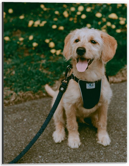 WallClassics - Dibond - Zittende Hond met Tong en Tuigje met Halsband - 30x40 cm Foto op Aluminium (Met Ophangsysteem)