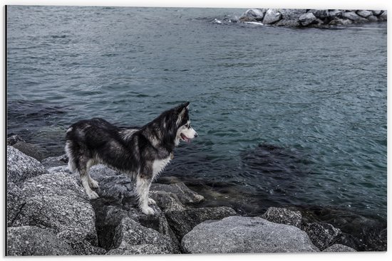 WallClassics - Dibond - Zwart Witte Husky starend naar Water - 60x40 cm Foto op Aluminium (Met Ophangsysteem)