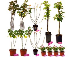 Voedselbos pakket - Voor kleine tuin! - 12 Fruitplanten - Op 12m2 Wildplukken - Permacultuur moestuin