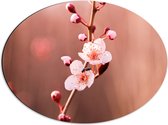 Dibond Ovaal - Tak met Roze Sakura Bloemen - 56x42 cm Foto op Ovaal (Met Ophangsysteem)