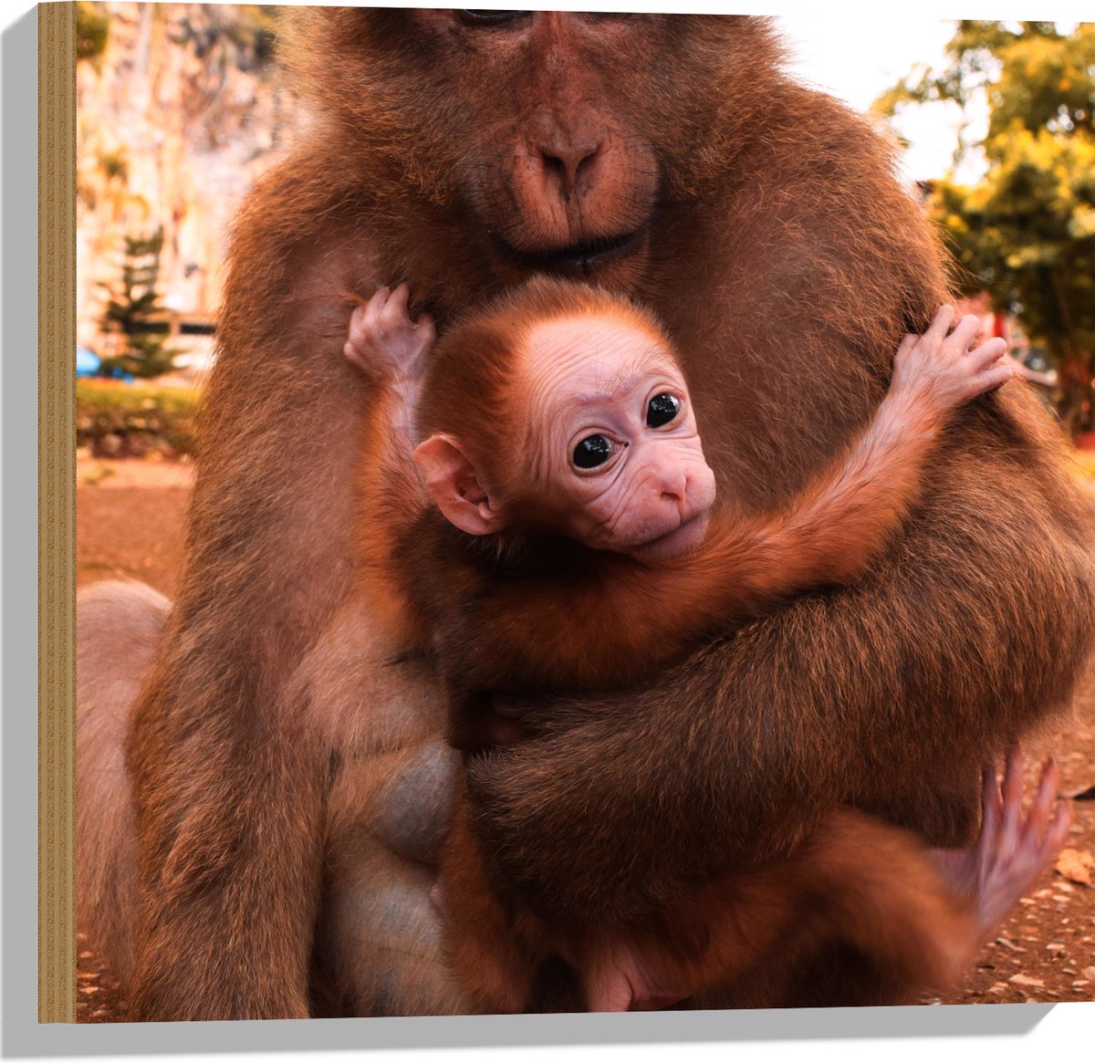 Hout - Bange Baby Aap Hangend in Armen van Moeder Aap - 50x50 cm - 9 mm dik - Foto op Hout (Met Ophangsysteem)