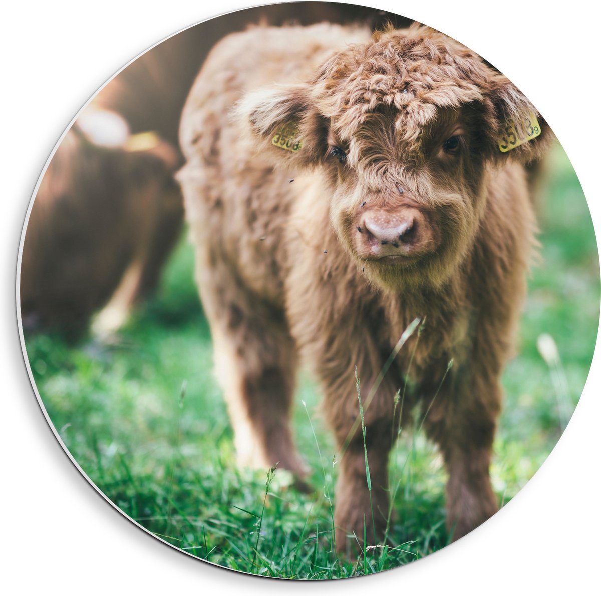 PVC Schuimplaat Muurcirkel - Baby Schotse Hooglander met Oornummers - 40x40 cm Foto op Muurcirkel (met ophangsysteem)