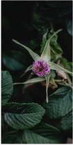 Poster Glanzend – Paarse Eucalyptus Planten met Donkergroene Bladeren - 50x100 cm Foto op Posterpapier met Glanzende Afwerking