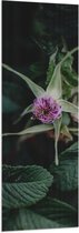Vlag - Paarse Eucalyptus Planten met Donkergroene Bladeren - 50x150 cm Foto op Polyester Vlag