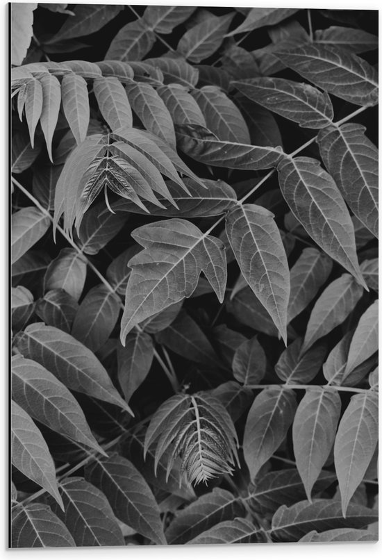 Dibond - Dichtgroeiende Planten (Zwart- wit) - 40x60 cm Foto op Aluminium (Wanddecoratie van metaal)