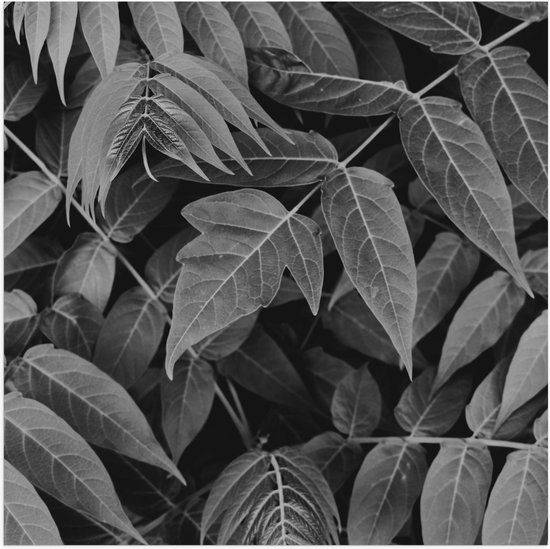 Poster (Mat) - Dichtgroeiende Planten (Zwart- wit) - 80x80 cm Foto op Posterpapier met een Matte look
