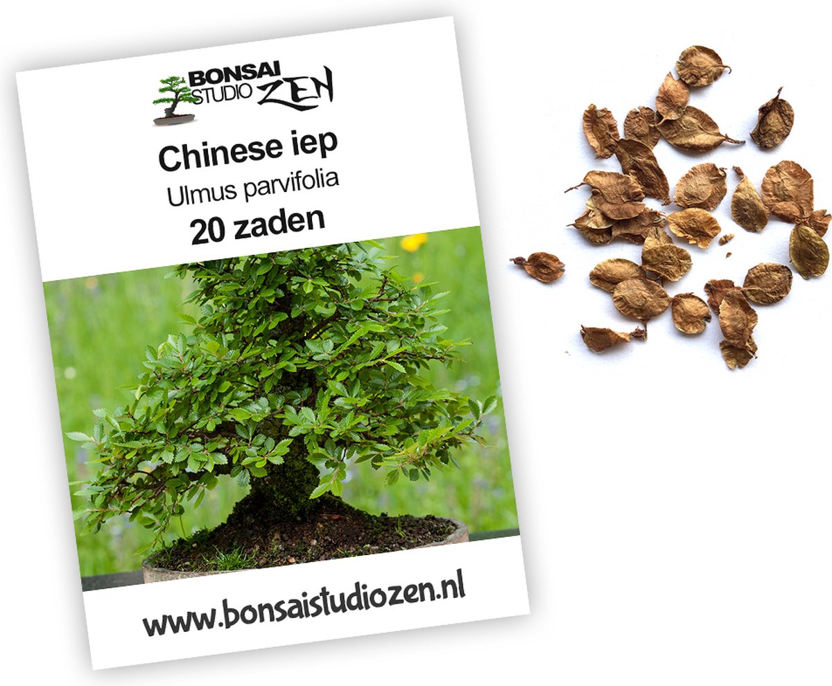 Chinese iep - Ulmus parvifolia - 20 zaden