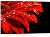 PVC Schuimplaat- Druppels op Rand van Bladeren van Rode Bloem - 75x50 cm Foto op PVC Schuimplaat