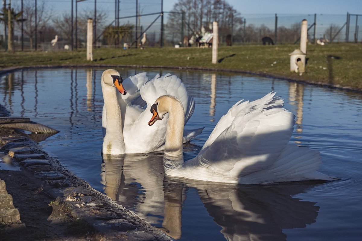 Katoos - Breeding supreme pellet voor sierwatervogels