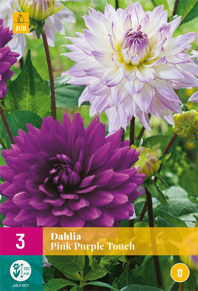 Dahlia Pink Purple Touch - 3st - Bloembollen - JUB Holland